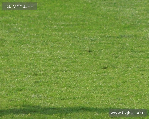 佩德里又送助攻绝平